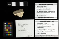 Foto (Objekt + Etiketten) von Nodoprosopon ornatum (Meyer, 1842) 